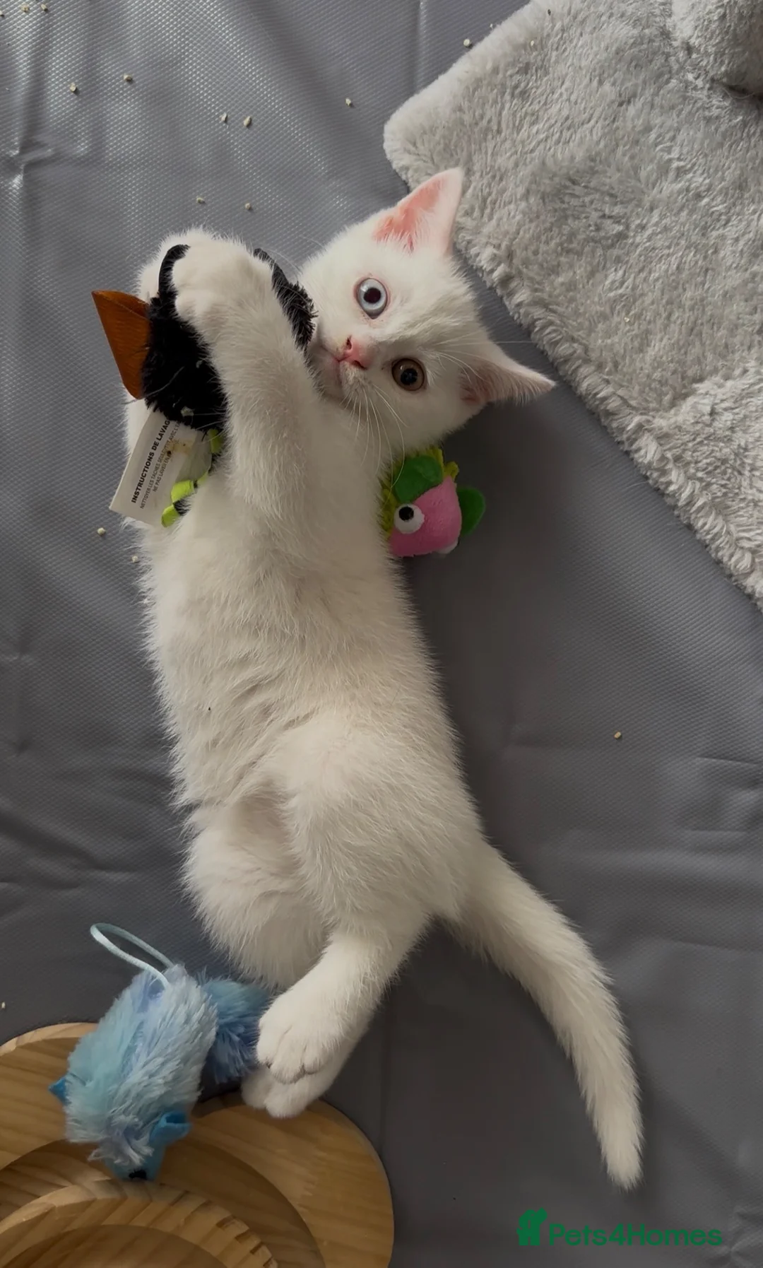 British Shorthair cats for sale: Gorgeous heterochromia British shorthair - Advert 2