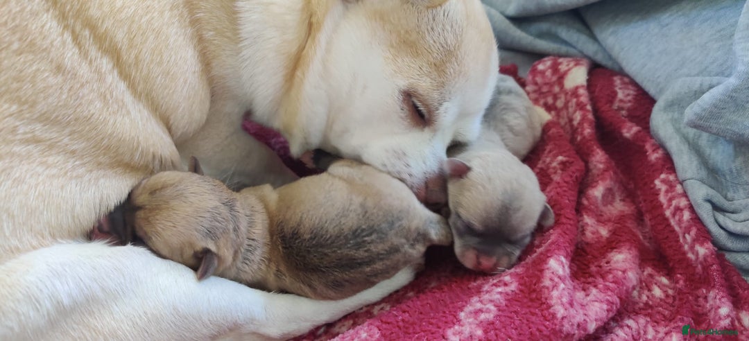 Chihuahua dogs for sale: Two Beautiful Female Chihuahua Puppies - Image 8