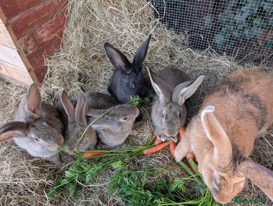 Continental Giant rabbits for sale: Pure Continental Giant Kits - Advert 3