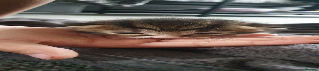 Domestic Shorthair Kitten 4