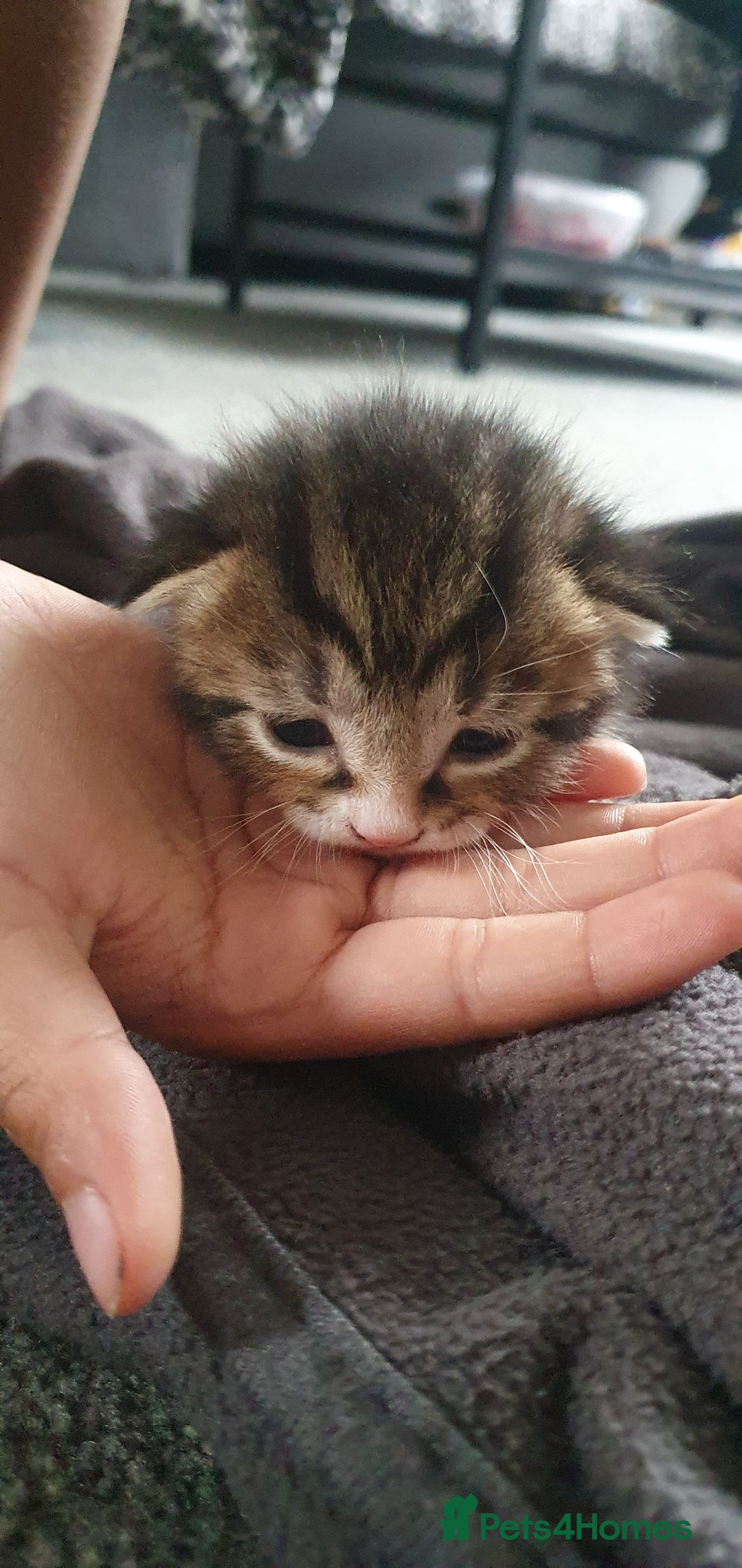 Domestic Shorthair cats for sale: 6 beautiful kitties - Advert 8