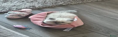 Ragdoll Kitten 1