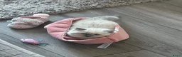 Ragdoll cats for sale: Blue mitted Ragdoll kitten - Advert 6