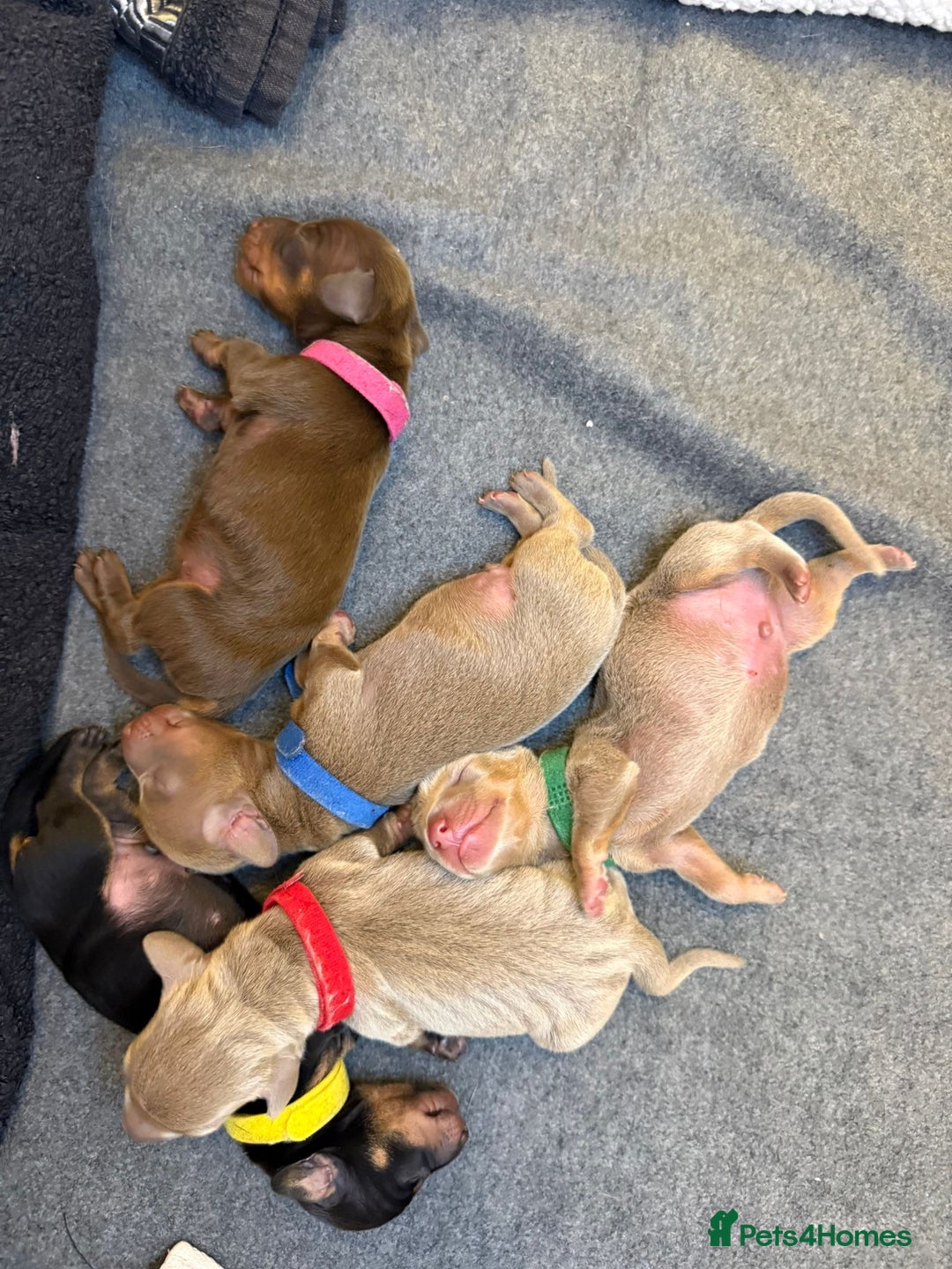 Miniature Dachshund dogs for sale: KC Miniature Dachshund short hair 4M 1F - Advert 4