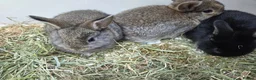 Mixed Breed rabbits for sale: Small rabbits  in Derby - Advert 6