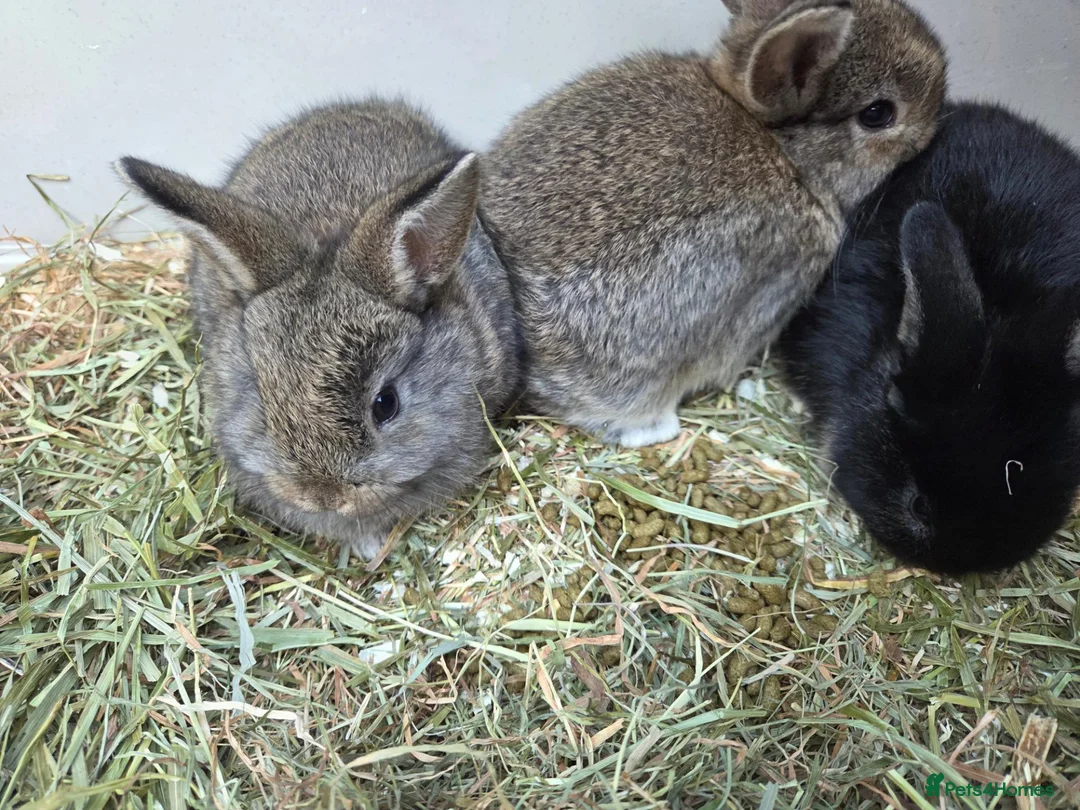 Mixed Breed rabbits for sale: Small rabbits  in Derby - Advert 6