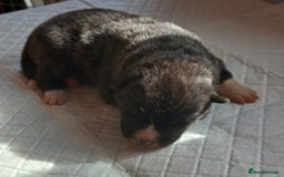 Akita dogs for sale: Japanese  aktia  puppies  born 3rd of September  - Image 3