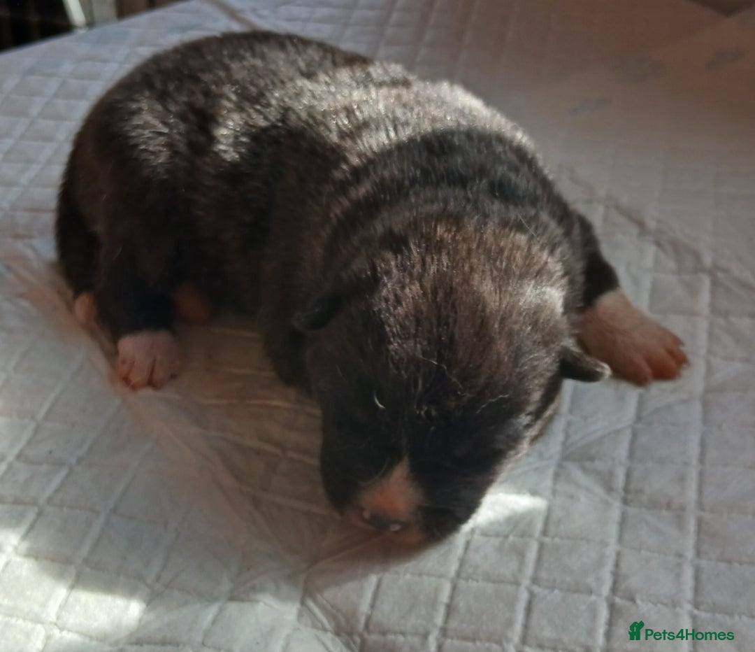 Akita dogs for sale: Japanese  aktia  puppies  born 3rd of September  - Image 3