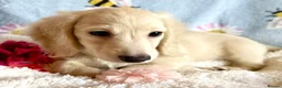 Miniature Dachshund dogs for sale: Cream long haired kc ready to go now - Advert 15