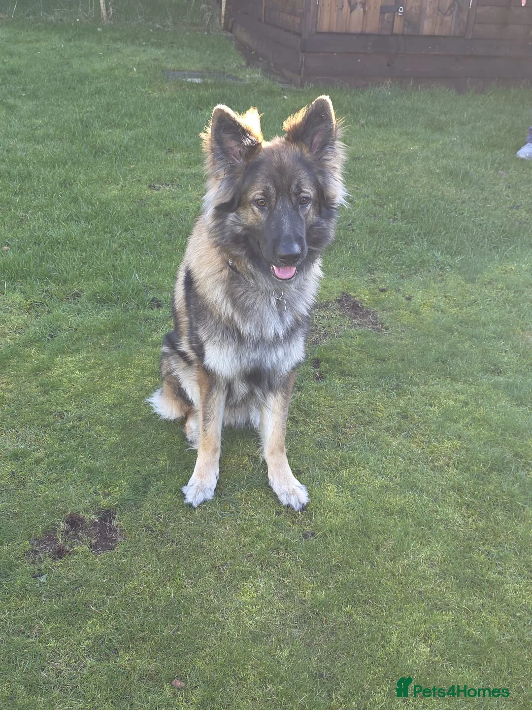 German Shepherd dogs for stud: For stud only  - Advert 6