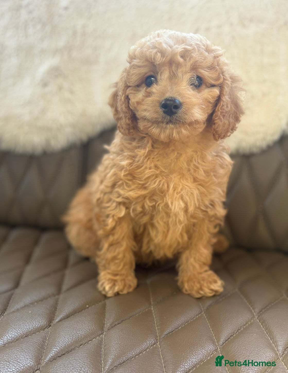 Cavapoo dogs Beautiful red Cavapoo pups exquisite health lines - Advert 2