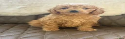 Cavapoo dogs for sale: Beautiful red Cavapoo pups exquisite health lines - Advert 2