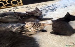 British Shorthair cats for sale: Kitten  - Image 20