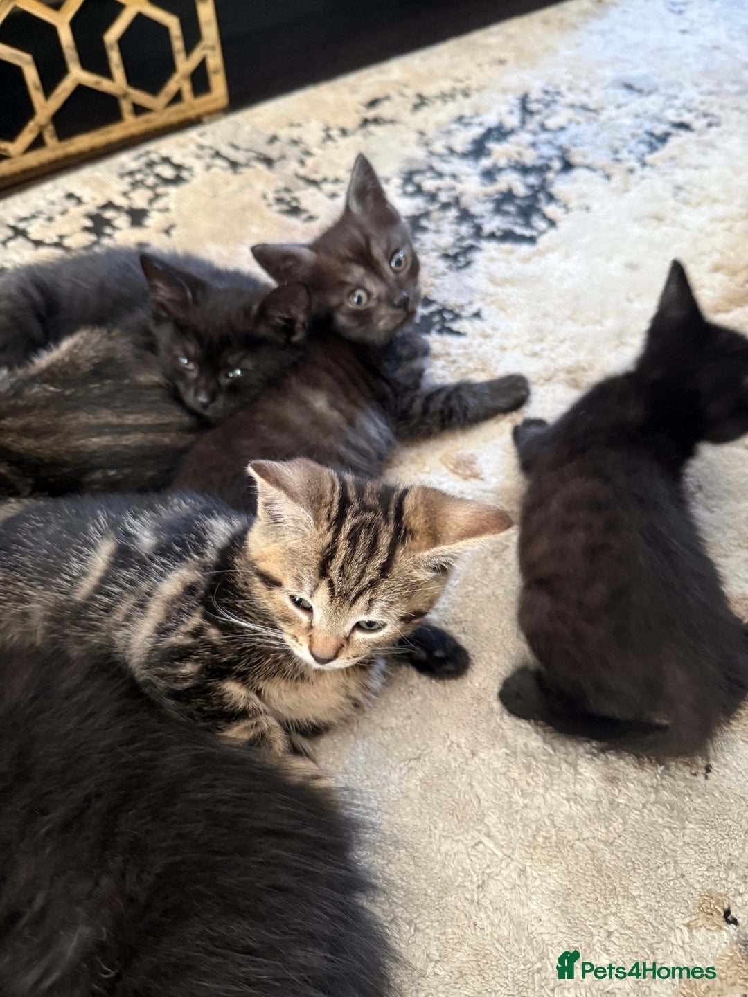 British Shorthair cats for sale: Kitten  - Image 20