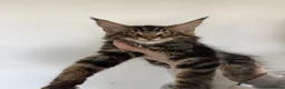 Maine Coon cats for sale: 3 Beautiful Russian import kittens TICA  - Advert 2