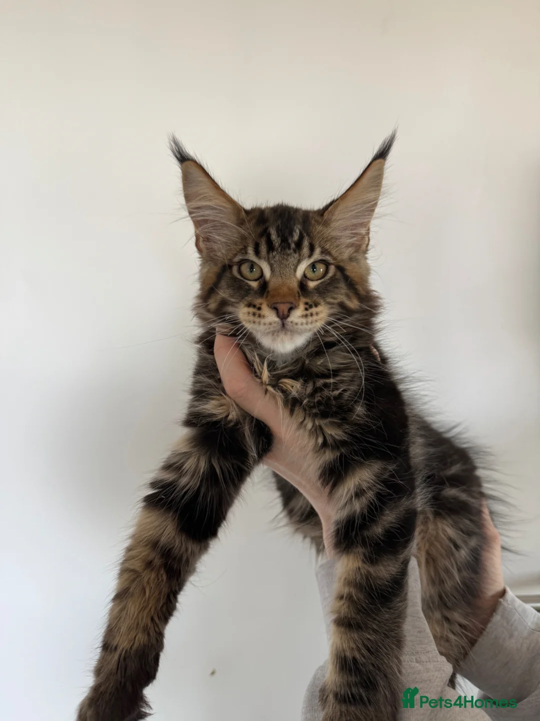 Maine Coon cats for sale: 3 Beautiful Russian import kittens TICA  - Advert 2