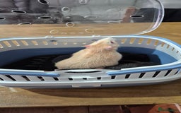 Rat rodents for sale: Pet rats with cage and accessories  - Advert 9