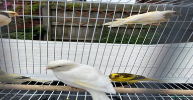 Canaries birds - Advert 15