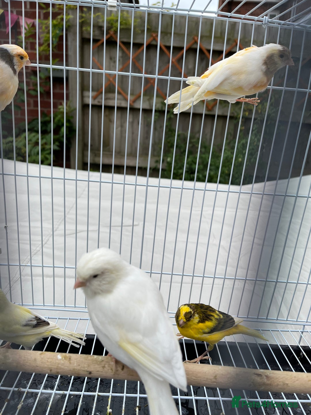 Canaries birds for sale: Bright & Beautiful Young Canaries - £25 - Image 3