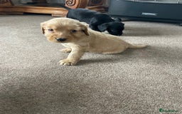 Cockerdor dogs for sale: Outstanding working gun puppies  - Image 7