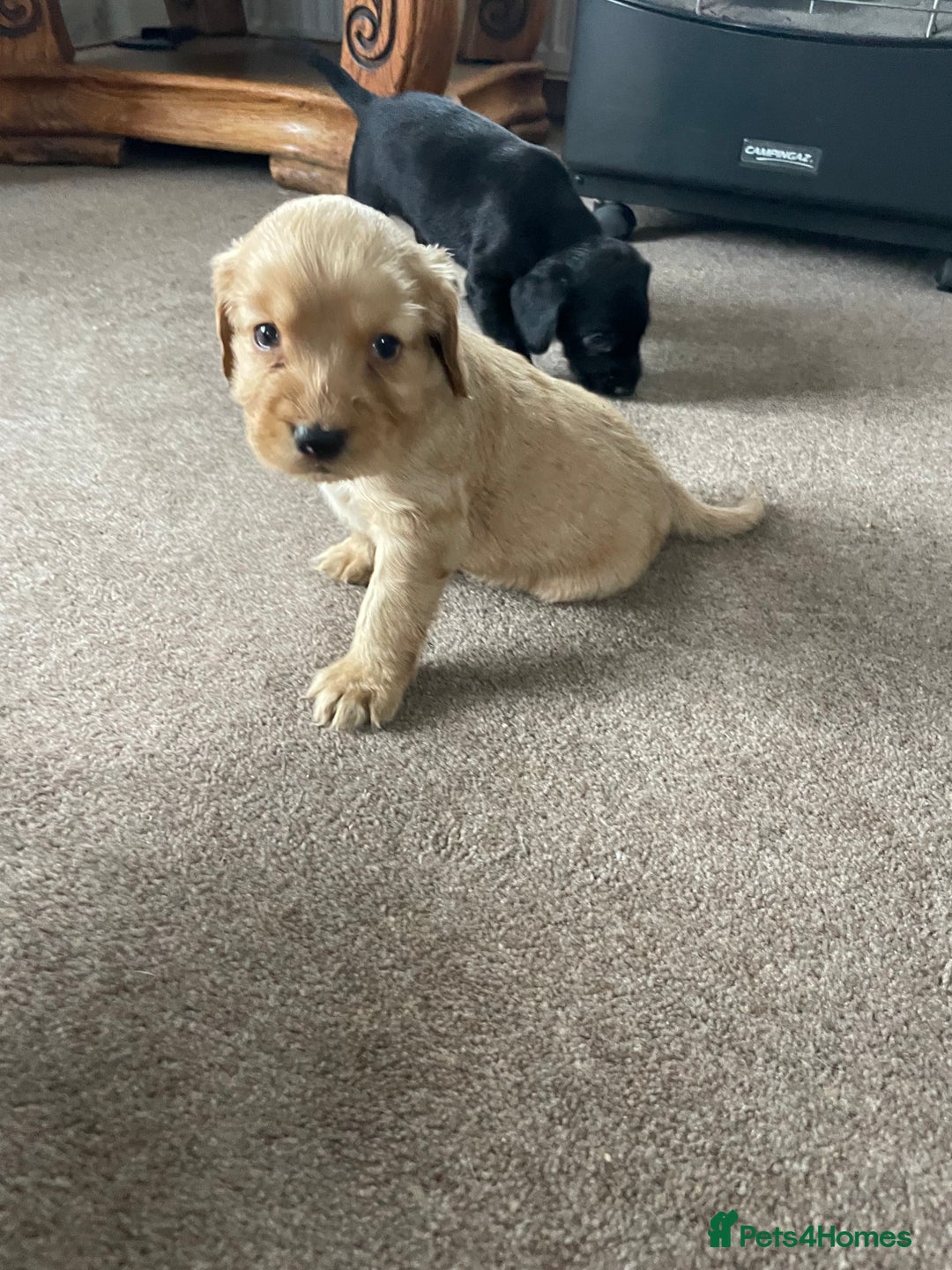 Cockerdor dogs for sale: Outstanding working gun puppies  - Image 7