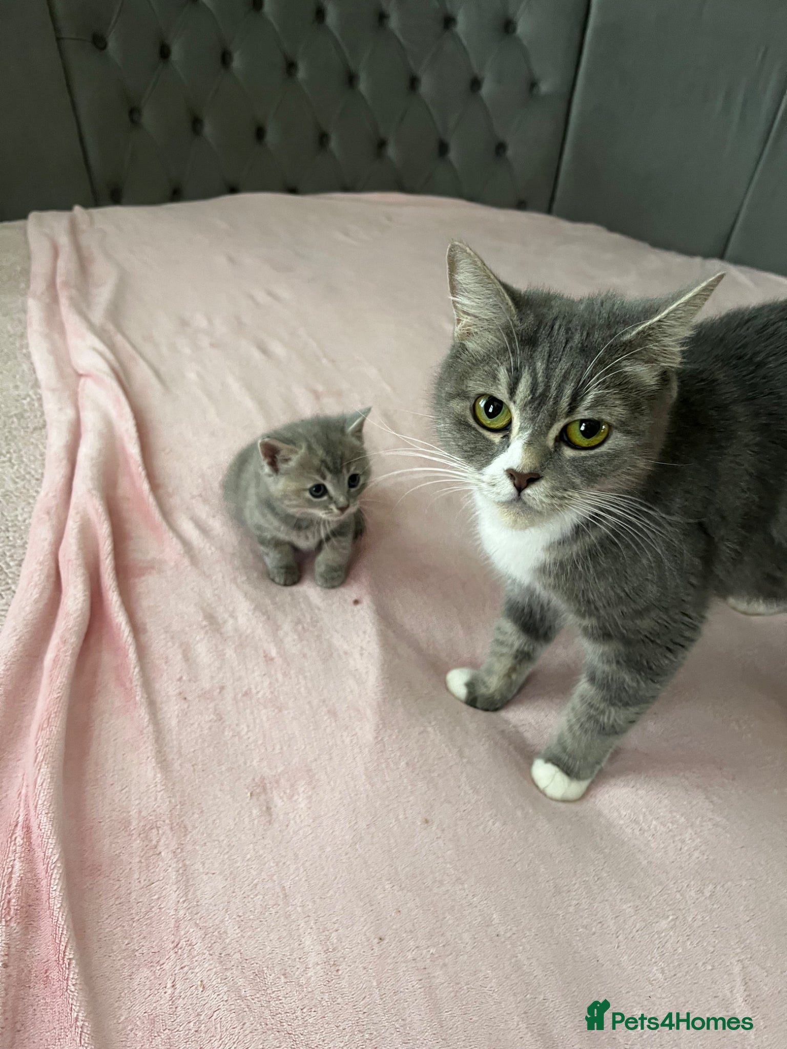 British Shorthair cats british shorthair cross maincoon - Advert 1