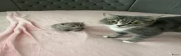 British Shorthair cats for sale: british shorthair cross maincoon - Advert 1