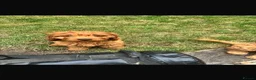 Cavapoo dogs for sale: F1 Cavpoos 4 Girls 1 Boy - Advert 2