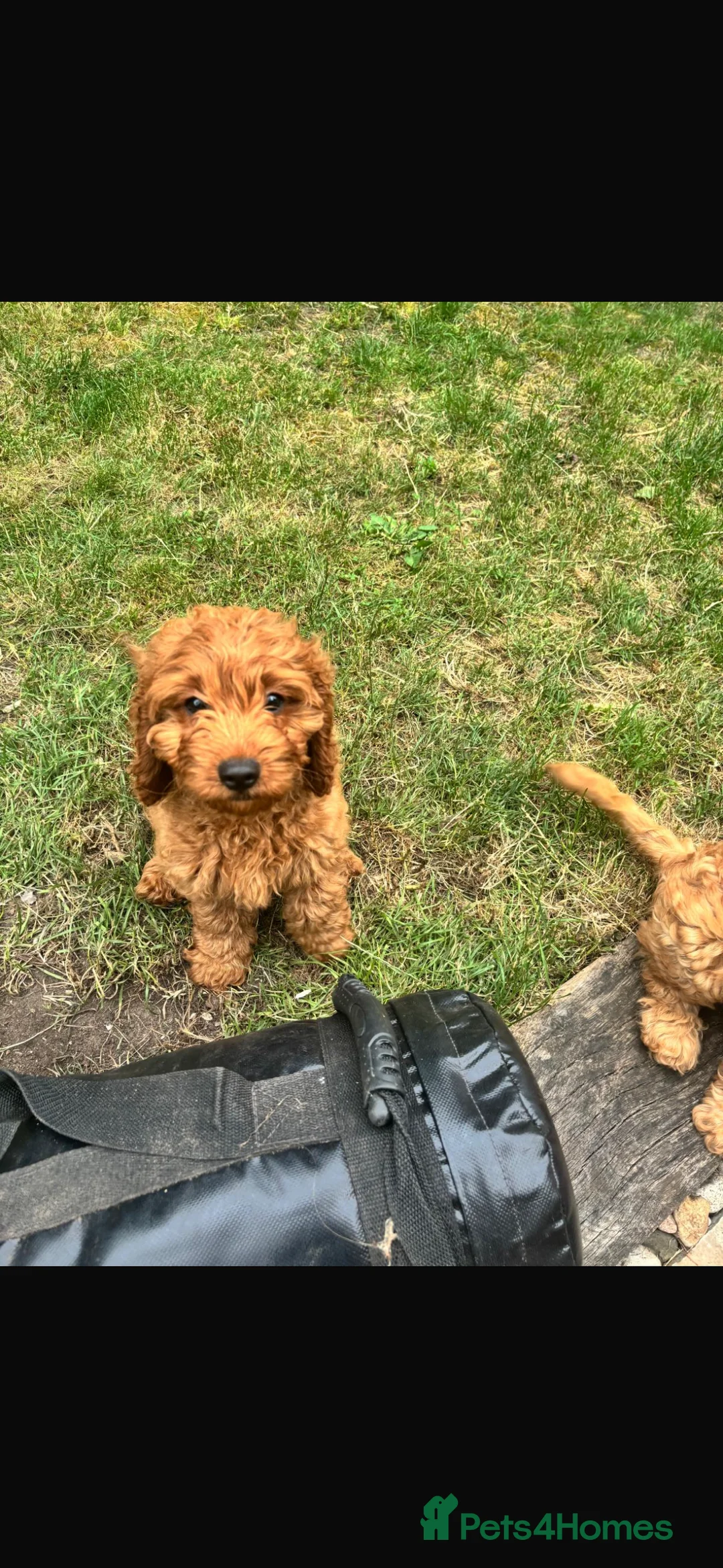 Cavapoo dogs for sale: F1 Cavpoos 4 Girls 1 Boy - Advert 2