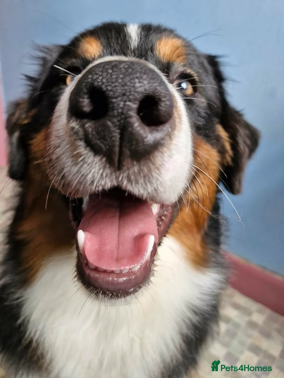 Australian Shepherd dogs for sale: Australian Shepherd Male - Advert 10