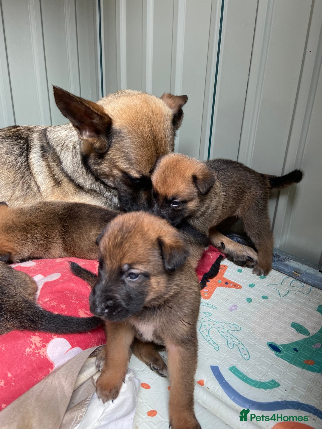 Belgian Shepherd Dog dogs for sale: Belgian Malinois puppy’s  - Image 10