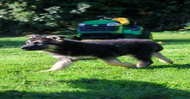 German Shepherd dogs - Advert 14