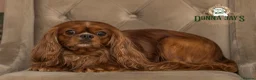 Cavalier King Charles Spaniel dogs for stud: Donnajays 5⭐️health tested proven  - Advert 8