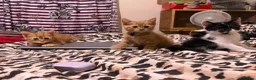 Domestic Shorthair cats for sale: 🐾 Adorable Kittens Ready for Loving Homes - Advert 2