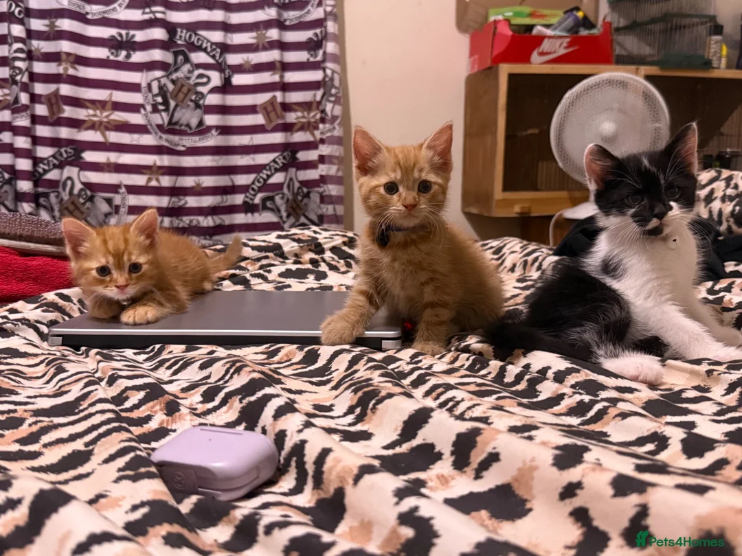Domestic Shorthair cats for sale: 🐾 Adorable Kittens Ready for Loving Homes - Advert 2