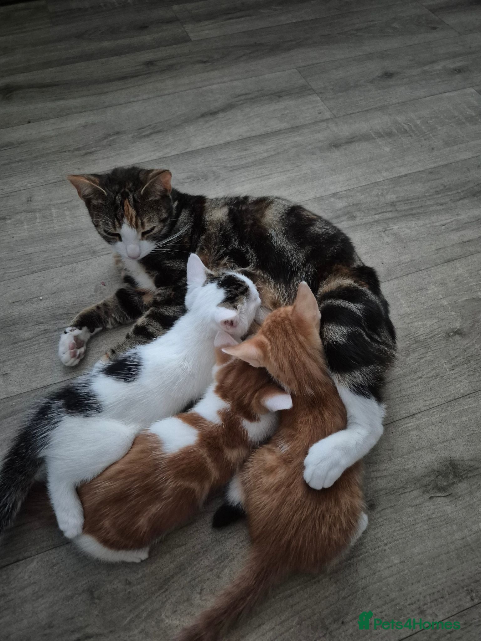 Mixed Breed cats 🐾 Beautiful Kittens Looking for Loving Homes - Advert 1