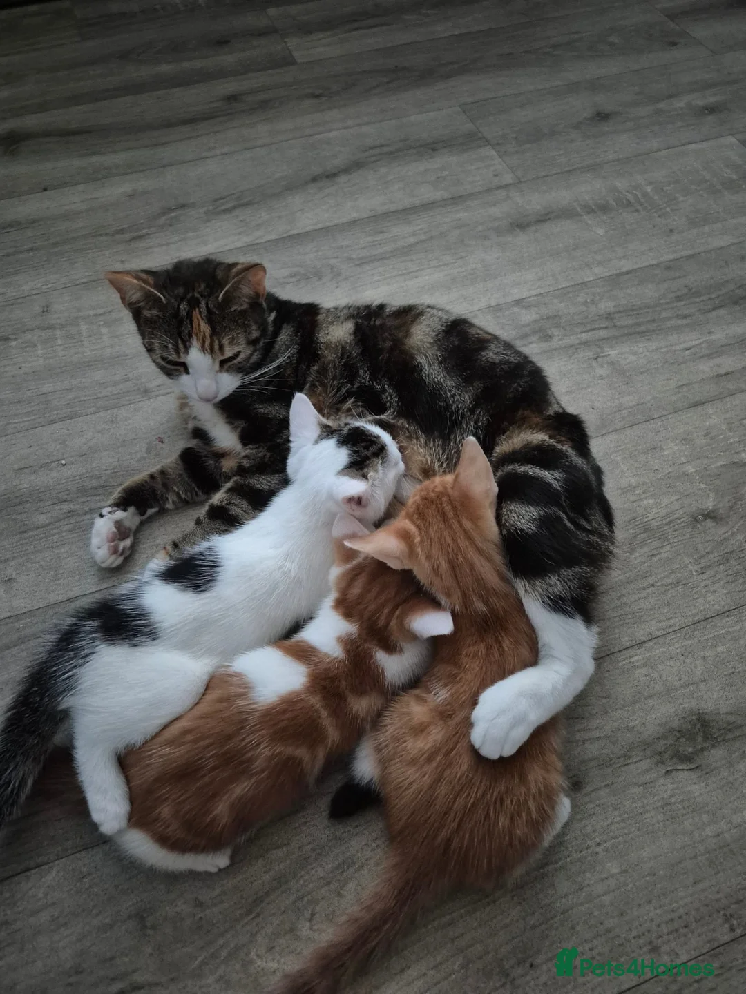 Mixed Breed cats for sale: 🐾 Beautiful Kittens Looking for Loving Homes in Basingstoke - Advert 1