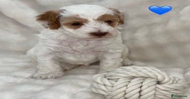 Cavapoo dogs - Advert 6