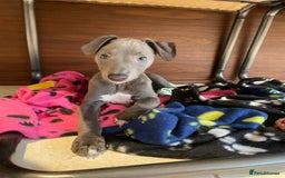 Whippet dogs for sale: 4 left, KC registered blue whippet puppies  - Image 13