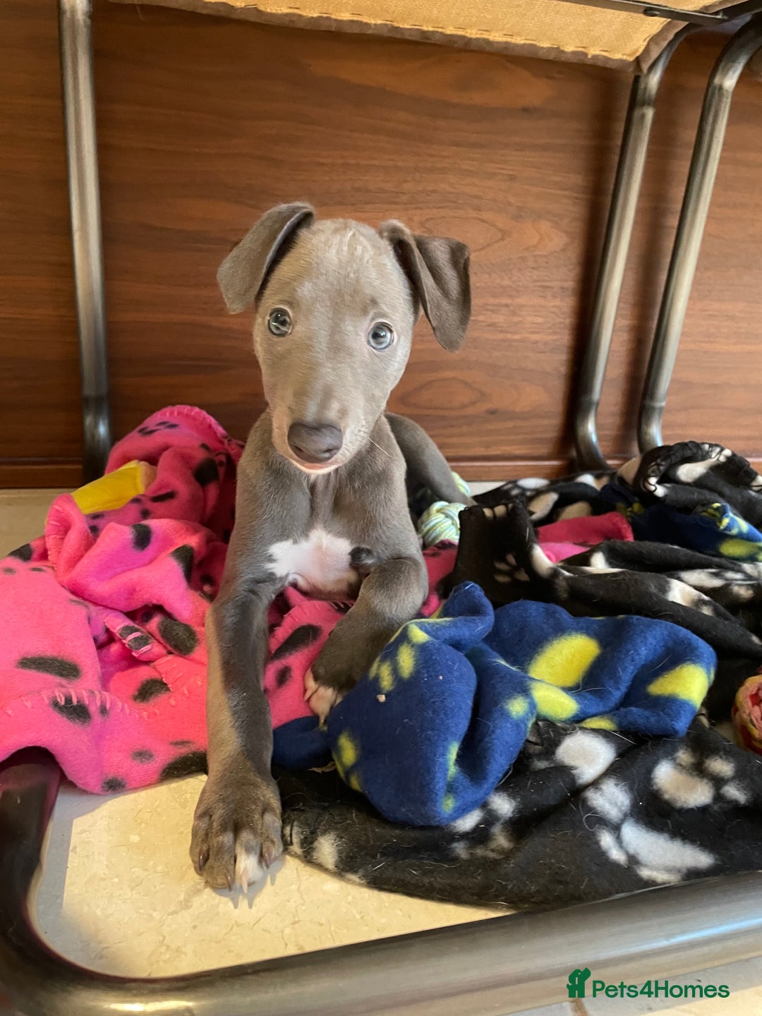 Whippet dogs for sale: 4 left, KC registered blue whippet puppies  - Image 13
