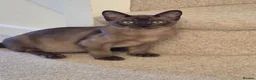 Burmese cats for sale: Adorable Brown Male Burmese Kitten - Advert 7
