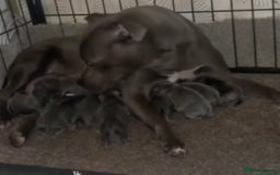 Staffordshire Bull Terrier dogs for sale: 9 Beautiful blue staff puppy’s !  - Image 11