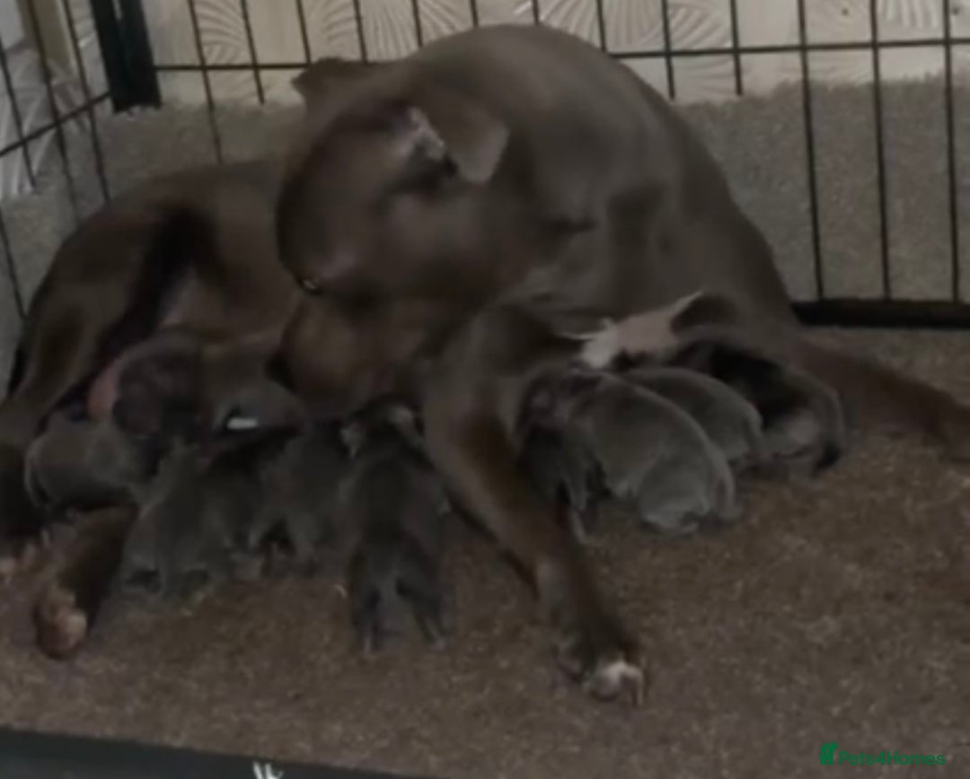 Staffordshire Bull Terrier dogs for sale: 9 Beautiful blue staff puppy’s !  - Image 11