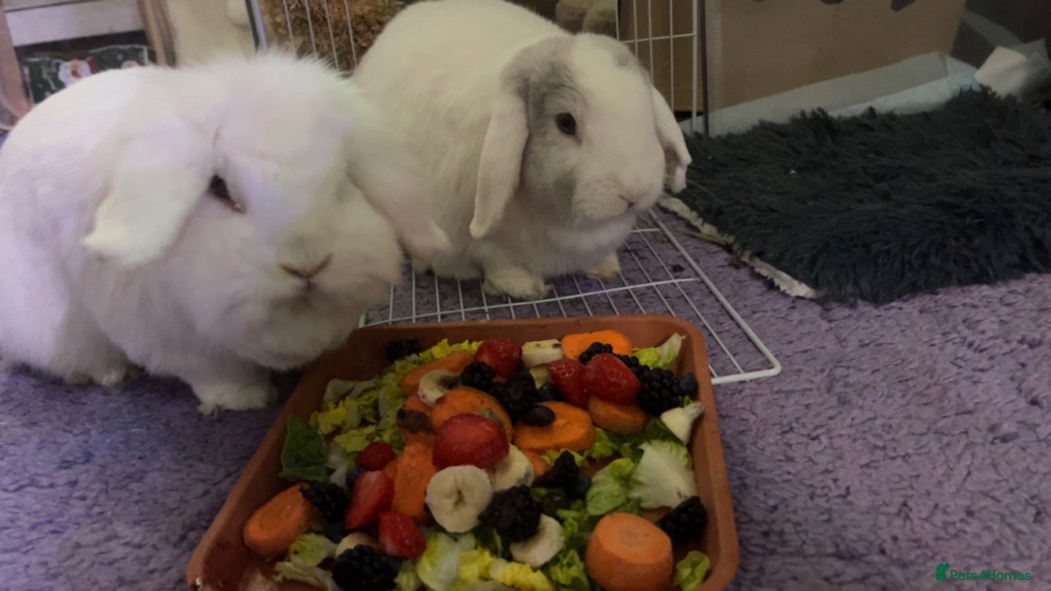 Mini Lion Lop rabbits bunnies for rehoming  - Advert 2