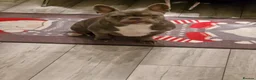 French Bulldog dogs for sale: French bull dog in Billingham - Advert 6