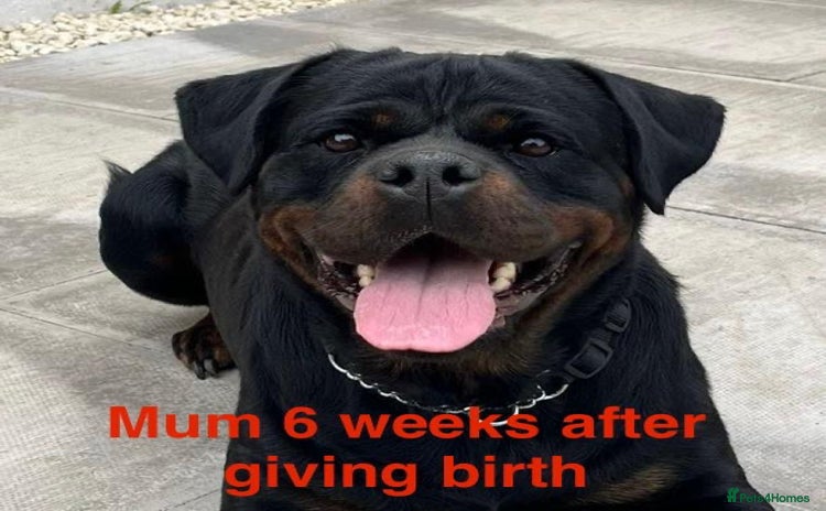 Rottweiler dogs - Advert 2