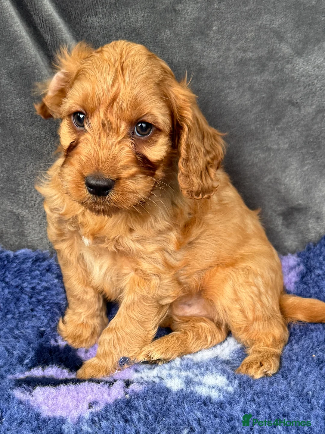Cockapoo dogs for sale: Stunning Red Cockapoo puppies in Barnsley - Advert 4