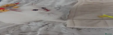 Ragdoll 2