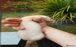 Ferret rodents for sale: Last 2 Jill's ready to leave now  - Image 2