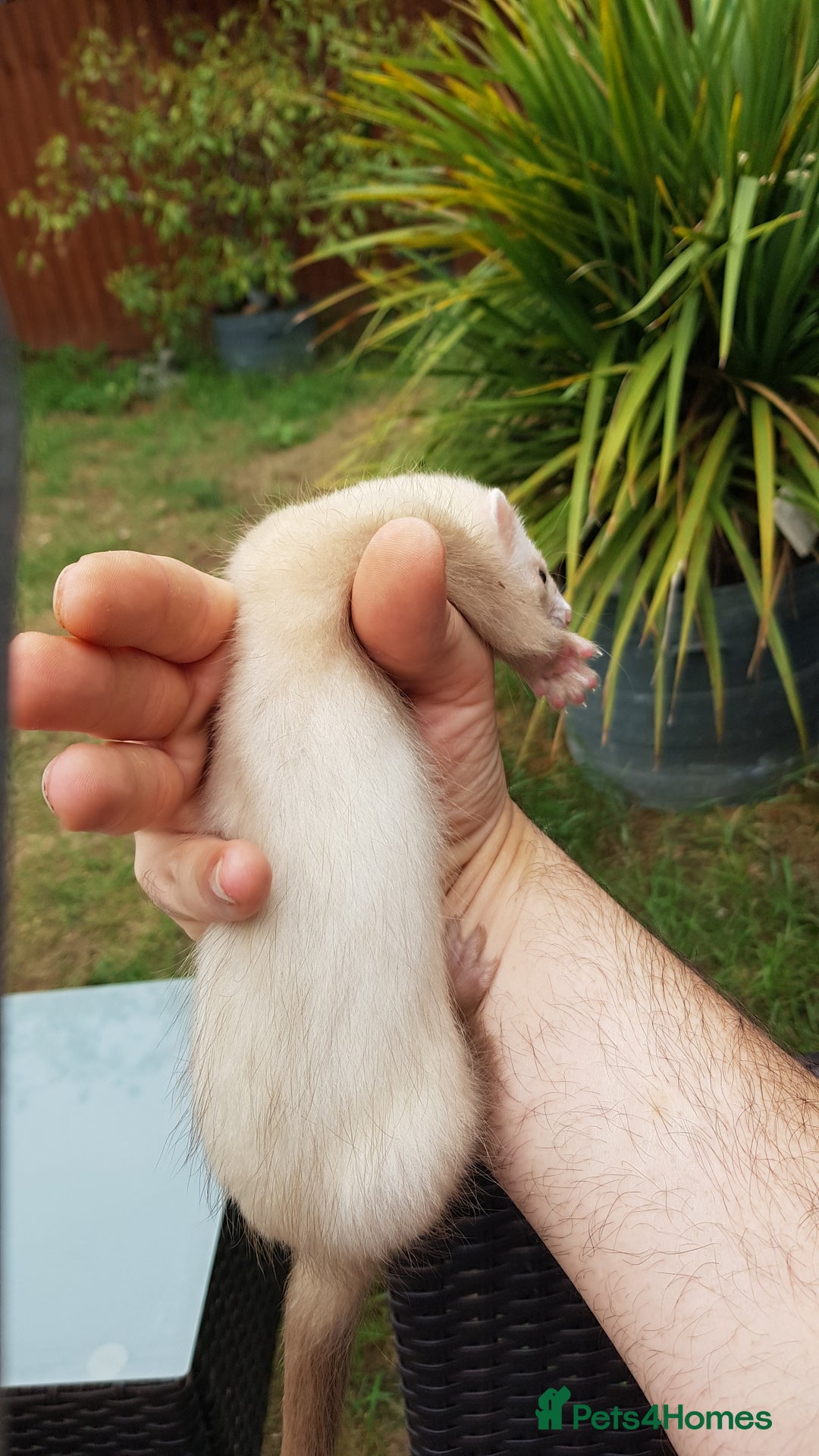 Ferret rodents for sale: Last 2 Jill's ready to leave now  - Image 2